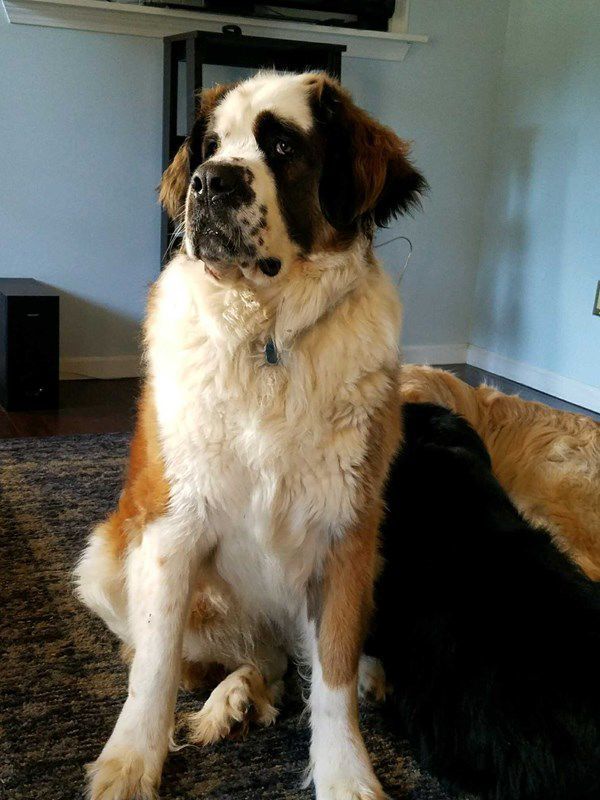 Pet Star 77.jpg